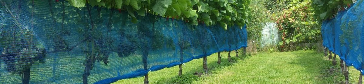 Wijngaard Espergaerde